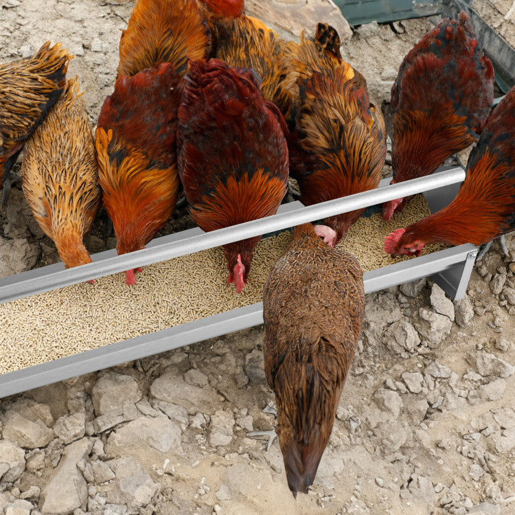 Metal Chicken Feeder Chicken Feeding Trough with Drainage Holes