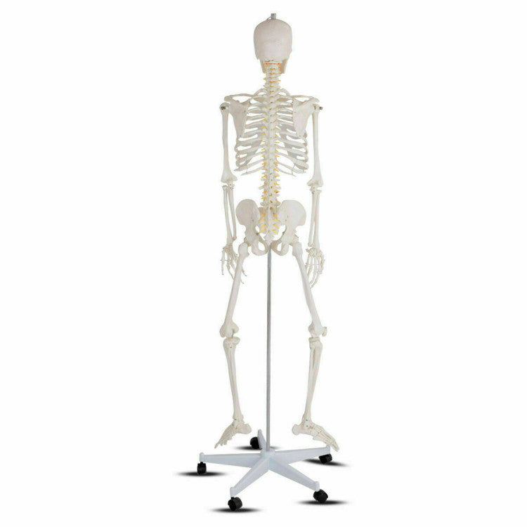 70'' Life Size Medical Skeleton Model Anatomical School Human Skeleton ...