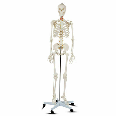 70'' Life Size Medical Skeleton Model Anatomical School Human Skeleton Model with Rolling Stand