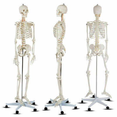 70'' Life Size Medical Skeleton Model Anatomical School Human Skeleton Model with Rolling Stand