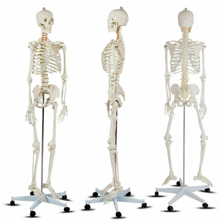 70'' Life Size Medical Skeleton Model Anatomical School Human Skeleton ...