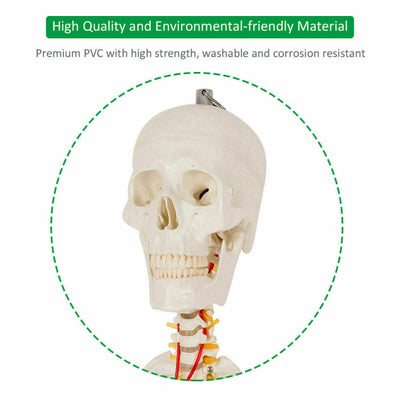 70'' Life Size Medical Skeleton Model Anatomical School Human Skeleton Model with Rolling Stand