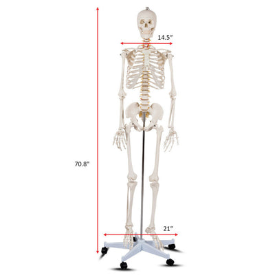 70'' Life Size Medical Skeleton Model Anatomical School Human Skeleton Model with Rolling Stand