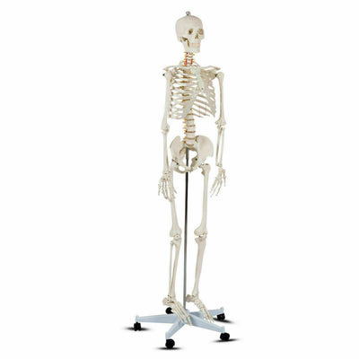 70'' Life Size Medical Skeleton Model Anatomical School Human Skeleton Model with Rolling Stand