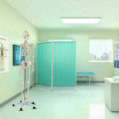 70'' Life Size Medical Skeleton Model Anatomical School Human Skeleton Model with Rolling Stand