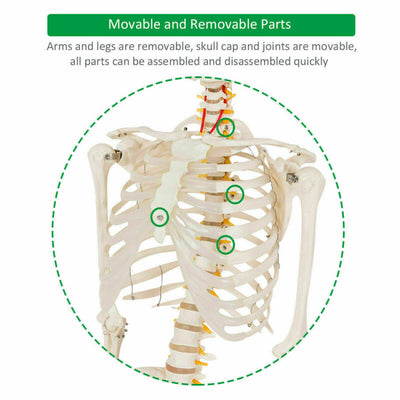 70'' Life Size Medical Skeleton Model Anatomical School Human Skeleton Model with Rolling Stand