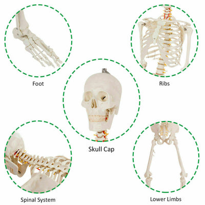 70'' Life Size Medical Skeleton Model Anatomical School Human Skeleton Model with Rolling Stand